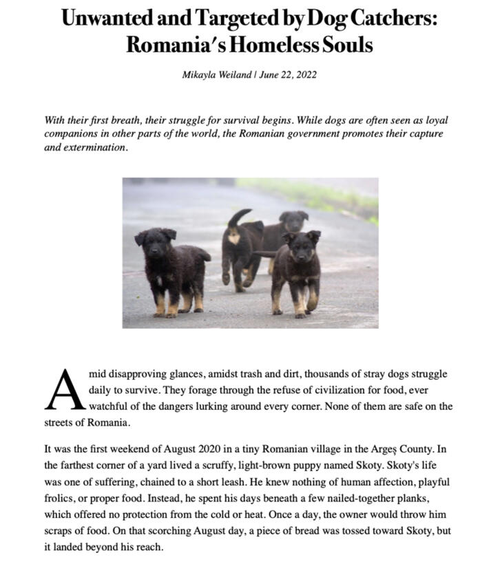 Beyond the neglect, what is the reality for Romania’s street dogs? Featuring exclusive interviews with a leading shelter director, this piece blends survival stories with sharp political analysis to expose a crisis on the edge of society.